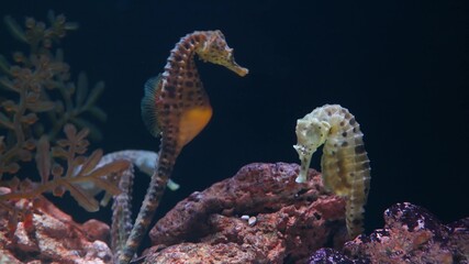 Seahorse amidst corals in aquarium. Closeup yellow seahorse swimming near wonderful corals in clean aquarium water. Marine underwater tropical life natural background © Dogora Sun