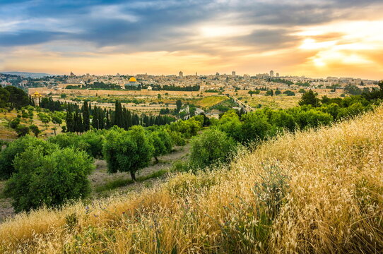 Beautiful sunset clouds over the Old City Jerusalem with Dome of the Rock, the Golden/Mercy Gate and St. Stephen's/Lions Gate; view from the Mount of Olives with olive trees and dry grassy hill