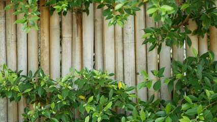 Bamboo fence surrounded by lush vegetation. Durable bamboo fence and bright green bushes in Thailand. Natural background. Juicy exotic tropical leaves texture backdrop with copyspace.