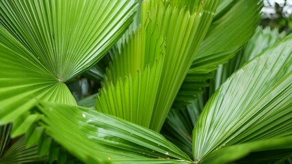 Blurred close up, bright juicy exotic tropical jungle leaves texture backdrop, copyspace. Lush foliage in garden. Abstract natural dark green vegetation background pattern, wild summer rain forest.