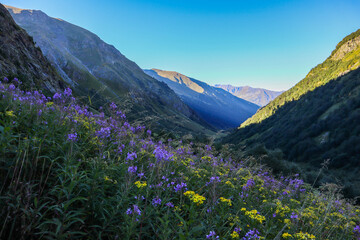 flowers in the mountains