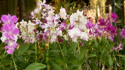 Beautiful lilac purple and magenta orchids growing on blurred background of green park. Close up macro tropical petals in spring garden among sunny rays. Exotic delicate floral blossom with copy space
