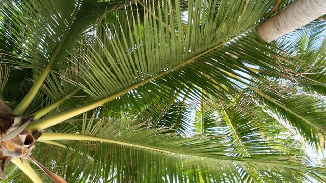 Coconut palm trees crowns against blue sunny sky perspective view from the ground. Tropical travel background landscape at paradise coast. Summer beach nature scene with green leaves sway in the wind