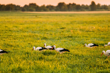 Group Of European White Storks Ciconia Ciconia Feeding In Summer Meadow. Wild Birds In Sunny Evening In Belarus