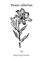 Vector illustration of a lily. Lily vector. Engraving lily. Floral illustration. Black and white flower.