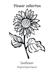 Vector illustration of sunflowers. Sunflower vector. Sunflower engraving. Floral illustration. Black and white flower.
