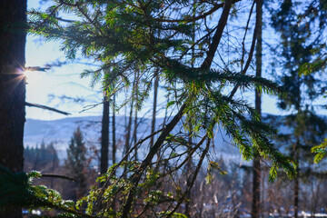 Nella pineta di Roana sull'Altopiano di Asiago in Veneto, viaggi e paesaggi