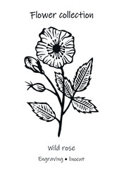 Vector illustration of a wild rose. Wild rose vector. Engraving of a wild rose. Floral illustration. Black and white flower.