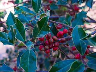 wild holly plant with red fruits