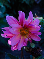 portrait of a pink flower in the garden