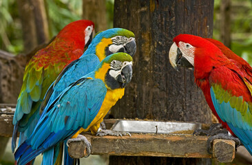 Macaw