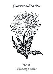 Vector illustration of aster. Aster vector. Engraving aster. Floral illustration. Black and white flower.