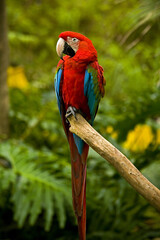 Macaw