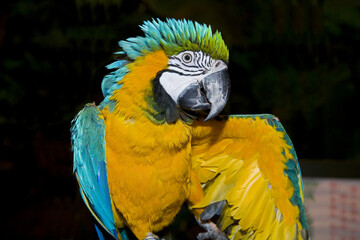 Macaw