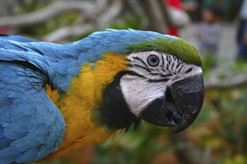 Macaw