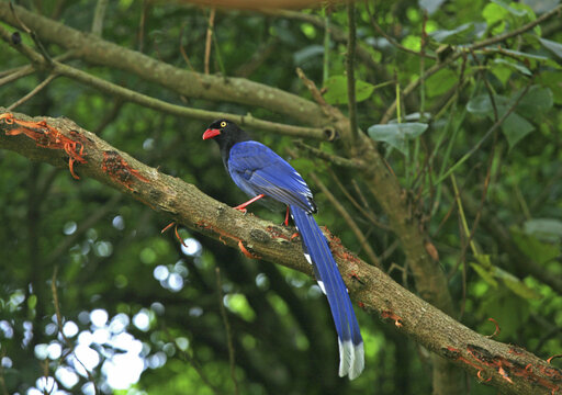 Taiwan Blue Magpie