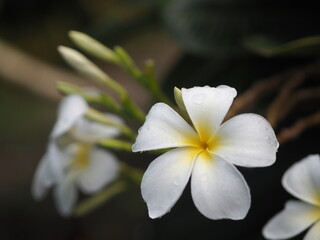 Plumeria mix color white and yellow colorfull flower blooming in garden on blur nature background Tropical nature, Frangipani, Temple, Graveyard Tree Apocynaceae