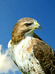 Red-Tailed-Buzzard
