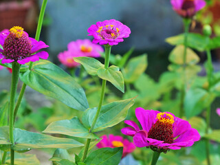 Showy zinnia flowers are still blooming in the garden in September