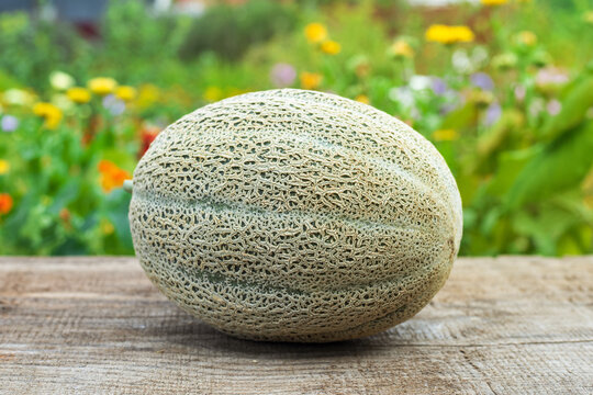 Melonendessert Bilder – Durchsuchen 151,370 Archivfotos, Vektorgrafiken ...