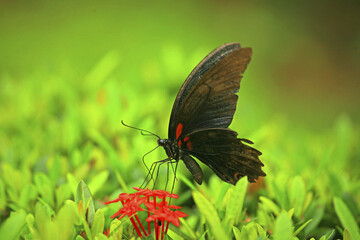 Fototapeta na wymiar Great swallowtail butterfly