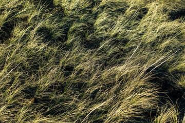 Steppe withered dry grass texture.