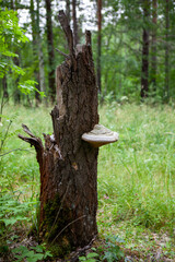 Tinder mushroom on a big old stump