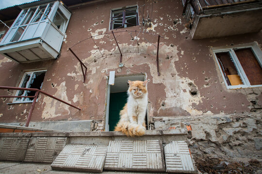 Cat near the bombed house. War in Donbass. Eastern Ukraine.