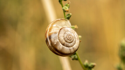 brown snail enjoying a summer warm day