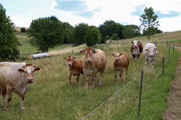 Fototapeta na wymiar Herd of cows in the pasture in summer