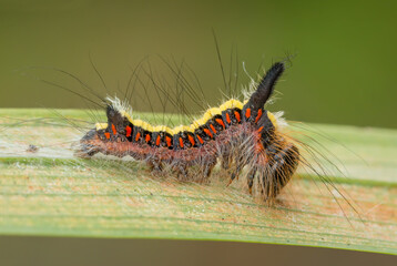 Grey Dagger, moth larvae.