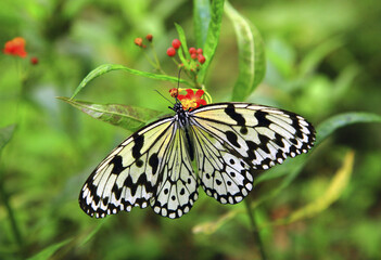 Fototapeta na wymiar Great White Butterfly