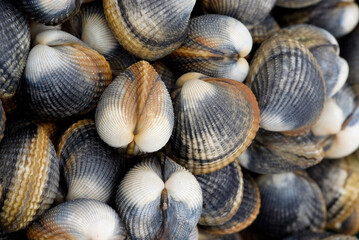 Fresh clams