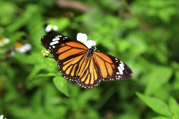 Naklejka premium Black-veined Betula