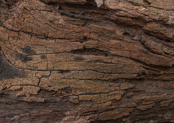 Old wood background. Wood Texture With Natural Pattern.