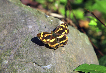 Yellow three-line butterfly