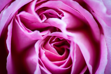 Fototapeta na wymiar 薔薇の花の近影