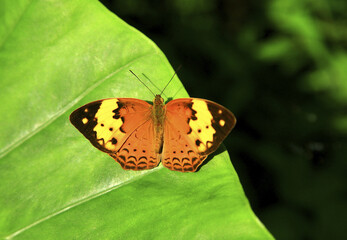 Fototapeta na wymiar Yellow butterfly