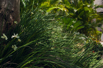 Exotic Palms Beach Resort Grounds. Beautiful Palm tree in tropical garden.