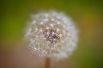 Fototapeta premium タンポポの綿毛の近影