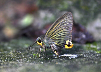 Great Green Butterfly