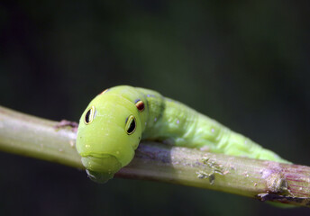 Swallowtail larva