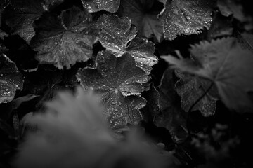 Wassertropfen auf Blättern