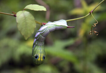 Swallowtail larva © TPG