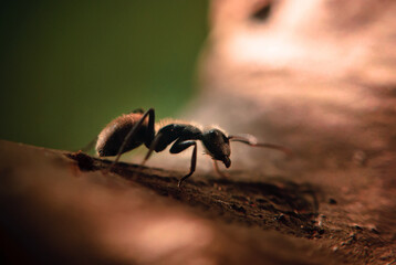 Ant close-up with blurred background