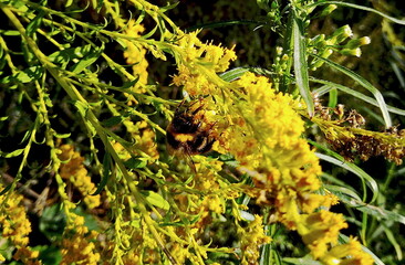 bumblebee on a flower
