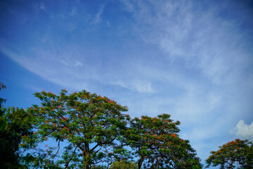 Obraz premium beautiful view of tree and Blue sky