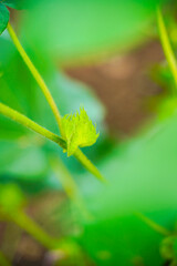 fresh green cotton flower on cotton plant