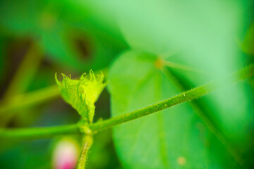 fresh green cotton flower on cotton plant