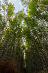 Fototapeta na wymiar Arashiyama bamboo forest in Kyoto (Japan)
